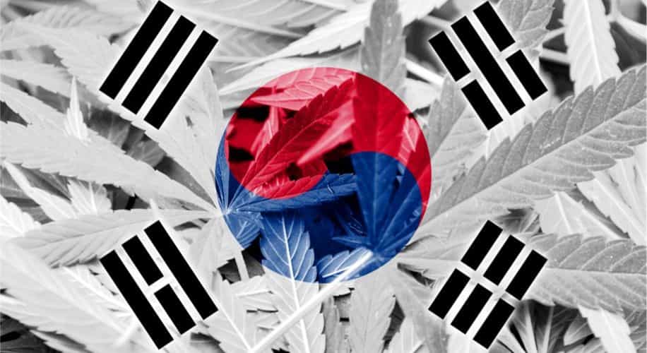 韓国大麻合法