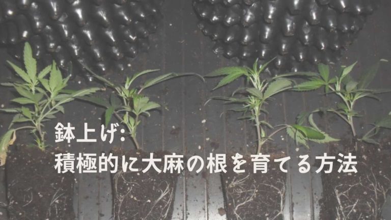 鉢上げ_ 積極的に大麻の根を育てる方法