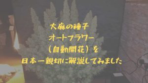 大麻の種子 オートフラワー （自動開花）を 日本一親切に解説してみました